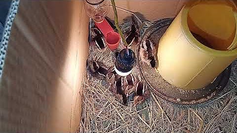 Cách úm gà rừng f1