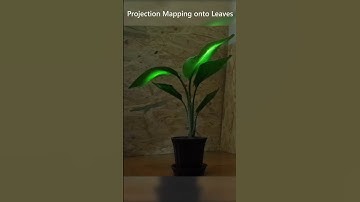 Leaves Glowing like Fireflies by Projection Mapping #projectionmapping #openframeworks
