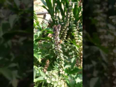 نحل كيف يلقح الازهار شاهد مع فضل نبهان
