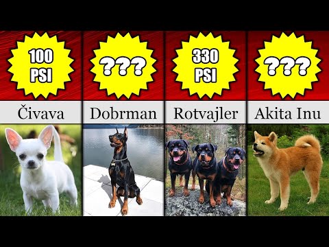 Video: 15 plemen psů, kteří kopí Most