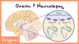 Orexin/Hypocretin Role In Sleep And Narcolepsy Explained (Sleep