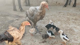 mini zoo ma new aseel murgai with beautiful small chicks ly ay@VillageLifevlogger