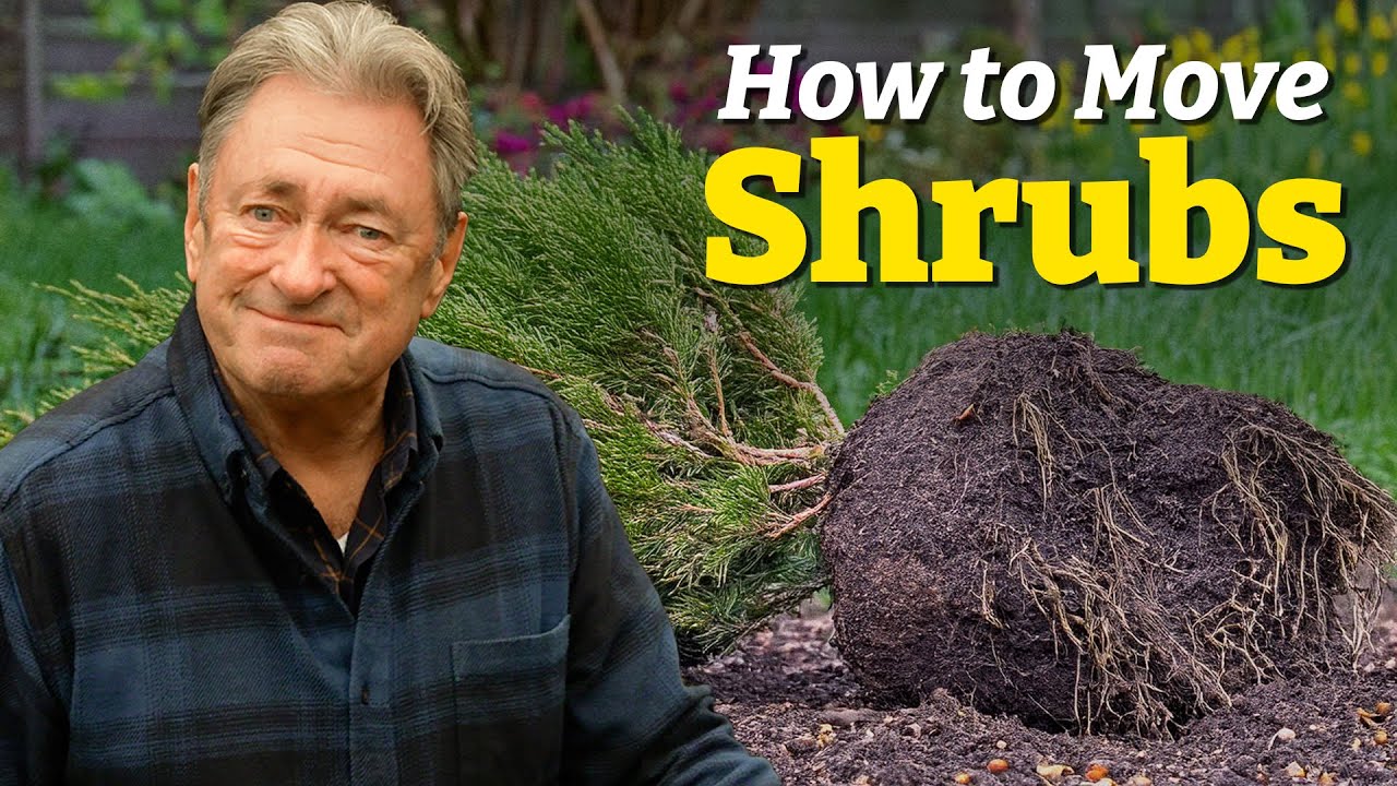 How to Dig Up, Move & Replant Shrubs 🌱 | Transplanting Without Killing Them