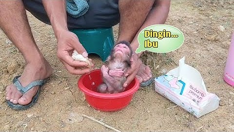 Bayi monyet mandi pertama kalinya saat ibunya tidak ada