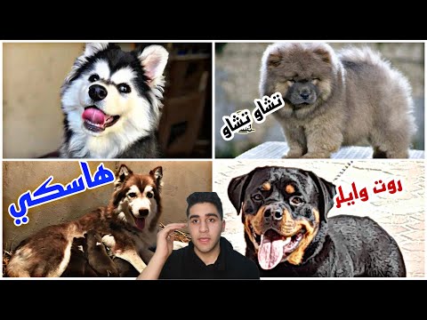 كلاب تشاو تشاو للبيع و جراوي هاسكي عين بولو و كلاب جيرمن شرسه