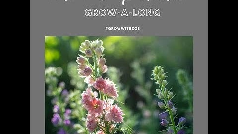 Grow-A-Long Larkspur Petite!