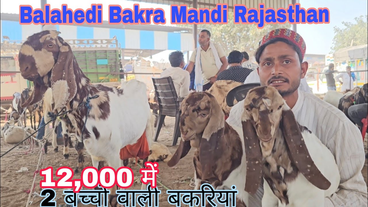 Balahedi Bakra Mandi RJ Totapari Bakri Baccho wali #goat #bakripalankaisekre #goatfarming #goatfarm