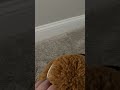 BENNY NOOOOO ;(#funny #shortsfeed #viral #meme #shortsviral #fun #diy #squishmallows #intense#shorts