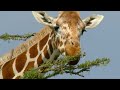 Ants take on giraffes  how nature works  bbc earth