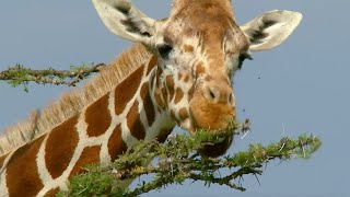 Ants Take on Giraffes | How Nature Works | BBC Earth
