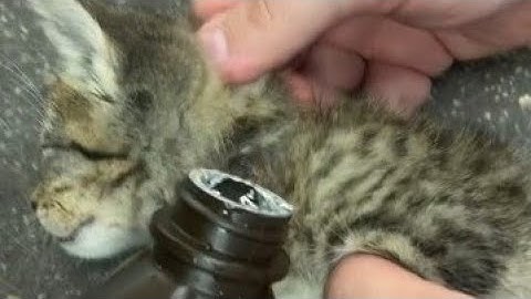 Removing Botfly From A Kitten