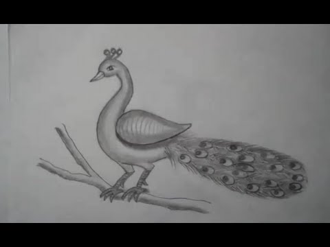 Drawing Of A Peacock Youtube