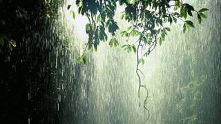 Regn Og Torden Lyde Fra Naturen Til At Sove Slappe Af Undersøgelse