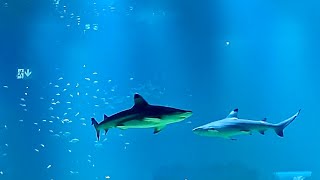 400.000 Liter Coral Sea Aquarium | Sharks Feast PART 3