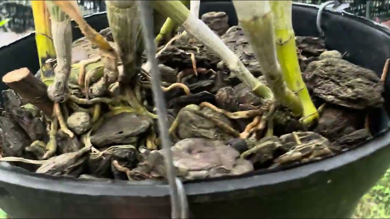 Lan thuần giá rẻ bao ship 10/03/2026 LH:0766837646