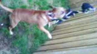 Staffordshire Bull Terrier 10 Months