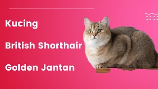 Cara Merawat Kucing British Shorthair Golden Jantan untuk Pemula Panduan Lengkap Pemilik Kucing