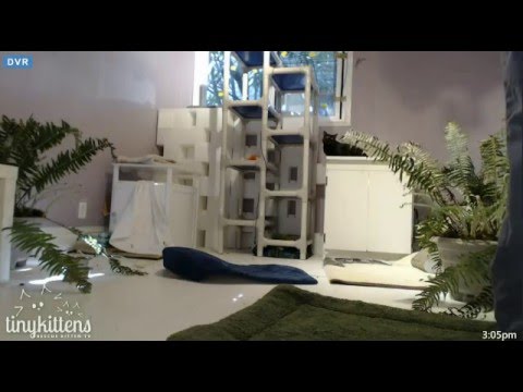 Tiny Kittens Shelly negotiates with Sable to return kittens - YouTube