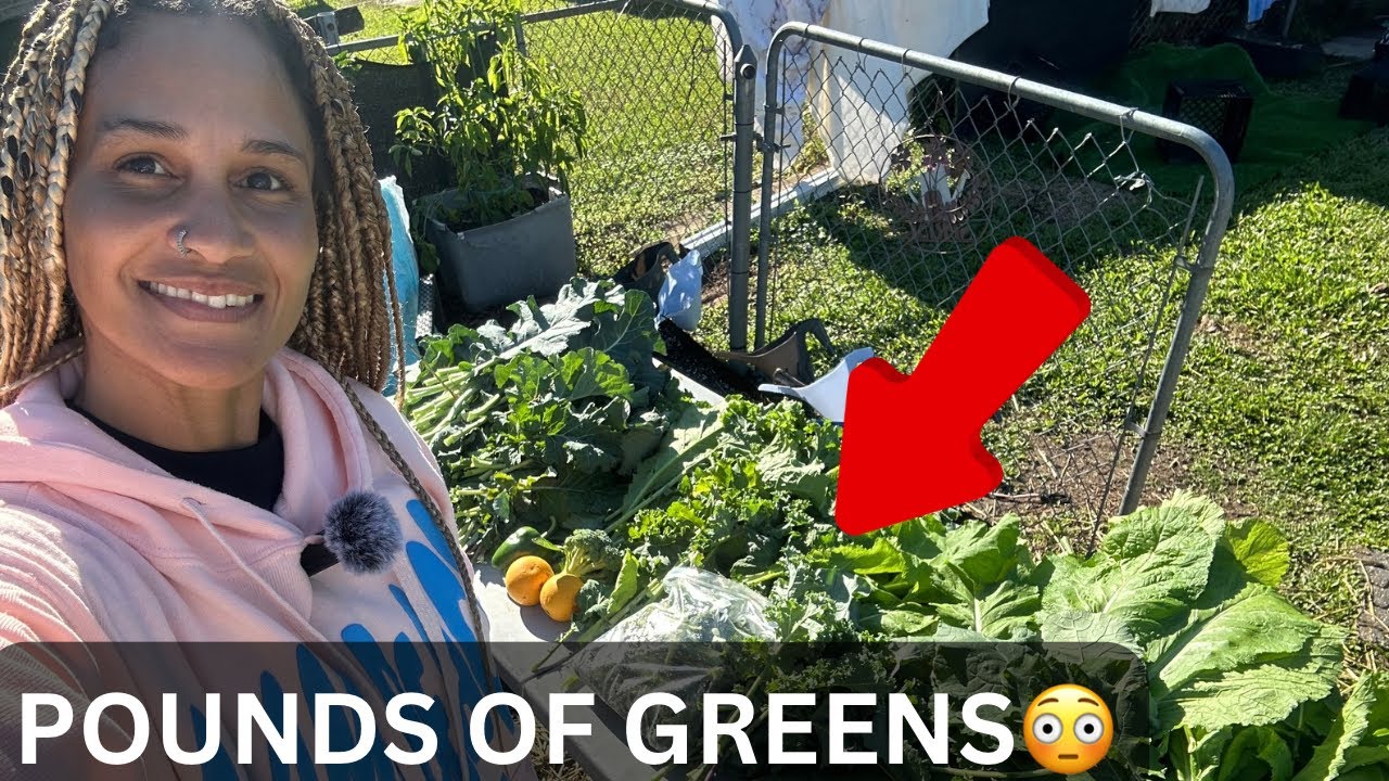 Full GARDEN TOUR + Pounds of Greens Harvested 🥬🥦