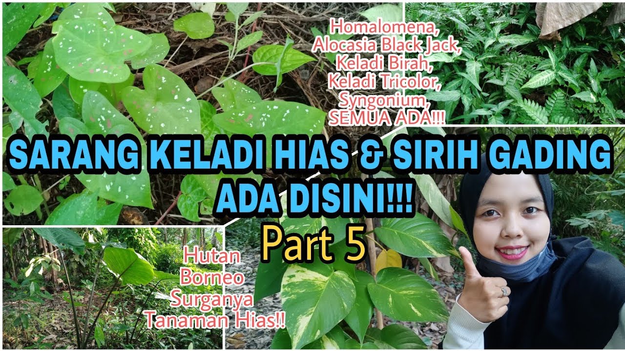 Aneka Keladi Hias Di Hutan Kampung Ketemu Red Star Jumbo Part 4 Youtube