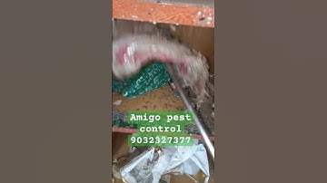 #pestcontrol #termitemanagement #music #termitecontrol @ Amigo pest control contact 9032327377