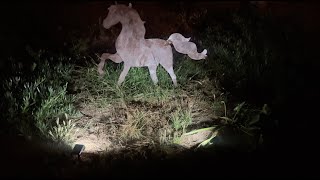 Kaxiida Solar Lights Review!
