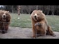 Grizzly Bear Waves To Camera Cute! Kodiak Bear