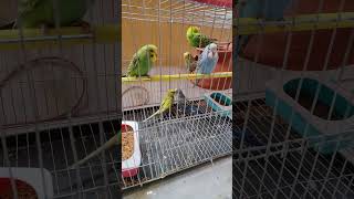 😍 Cutest Bird Moments You’ll Watch Today! #Birds #Shorts