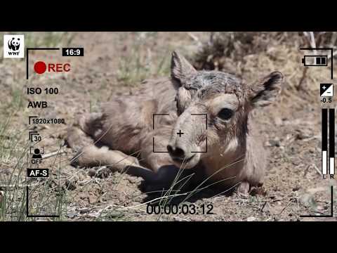 Видео: Гайхамшигтай робот амьтад дэлхийг байлдан дагуулж байна