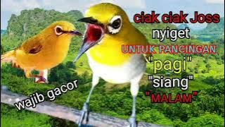 ciak ciak Joss untuk pancingan pagi siang malam kecial anda wajib gacor