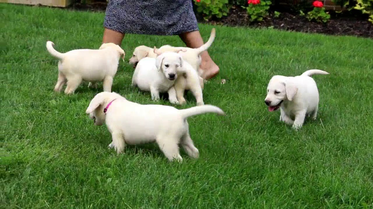 Yellow Labrador Puppies for Sale YouTube