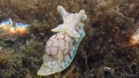 Micromelo Undatus