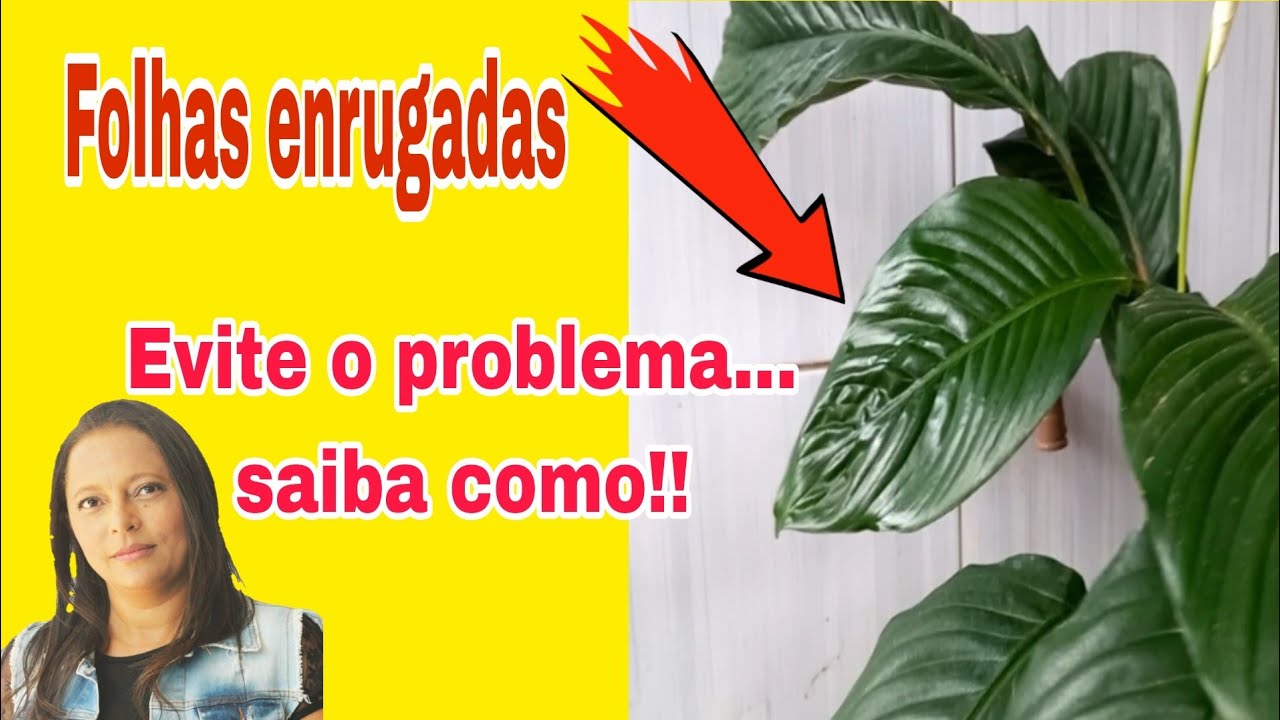 FOLHAS ENRUGADAS, SAIBA COMO EVITAR ESSE PROBLEMA. - thptnganamst.edu.vn