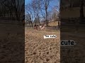 Barbie - 7 yr Palomino pony mare aprox 13.3h