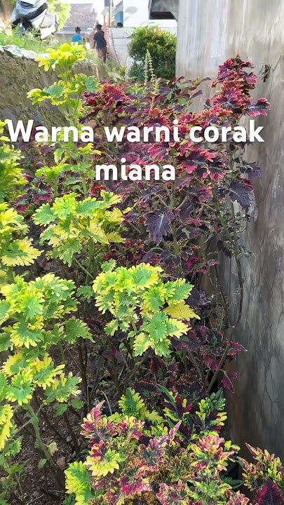 WARNA MARNI CIRAK MIANA #miana #tanamanhias