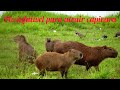 #pio#chama#capivara  melhor pio "chama" para atrair capivara.