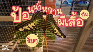 มาป้อนน้ำหวานผีเสื้อกัน 🦋 | Talk and Travel EP.19