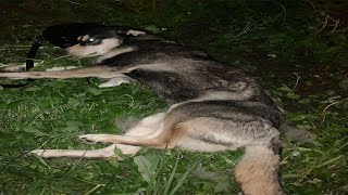 The Poor Dog Fell Into A Tragic Situation