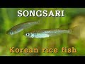 Korean rice fish  songsari