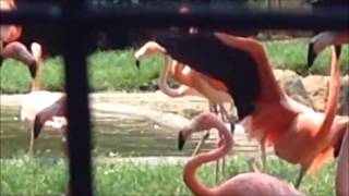 Flamingo Kick