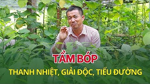 Tầm bóp – Cây thuốc dân gian giúp thanh nhiệt, giải độc, hạ huyết áp và trị tiểu đường hiệu quả