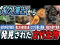 【ゆっくり解説】続々発見！永久凍土から発掘された古代生物5選