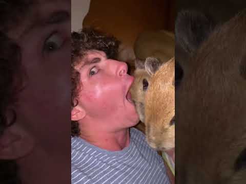 How To Eat A Capybara