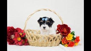 Подарок детям / щенок бивера / Питомник йорков /купить бивера / купить щенка бивер Подарок детям / щенок бивера / Питомник йорков /купить бивера / купить щенка бивер