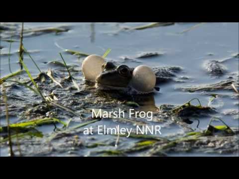 Marsh Frog at Elmley NNR