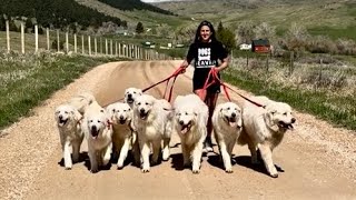 Leashed Pack Walk With My 8 Big Dogs by Big Horn Mountain Alpacas 260 views 7 hours ago 9 minutes, 15 seconds