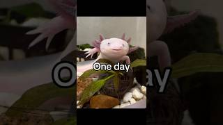 #аксолотль #axolotl