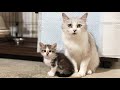 【保護子猫】コアニちゃん生後41日目、アニメ母さんまた変化する。/【冒頭オマケ】今日の開き(きらない)猫【保護猫】