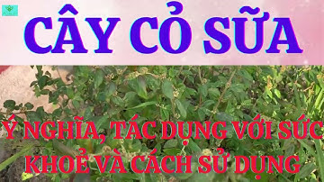 Cây Cỏ Sữa Lá Lớn: Ý Nghĩa, Tác Dụng Với Sức Khoẻ Và Các Cách Sử Dụng Cho Một Số Bệnh Lý