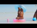 Animalia Orangutans Rambo, Prince and Freddie hit the beach